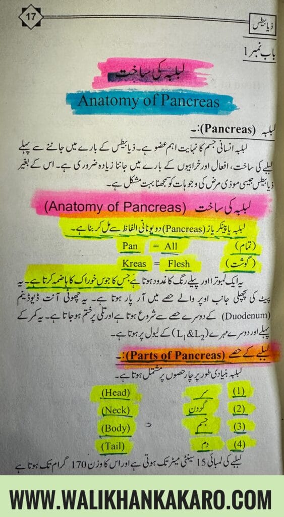 Anatomy of the Pancreas 3 Anatomy of the Pancreas 1